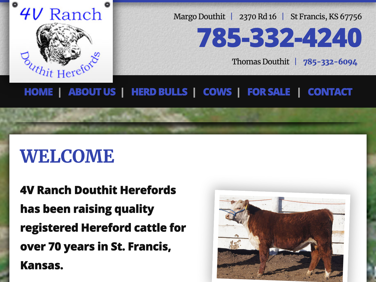 4V Ranch - Douthit Herefords
